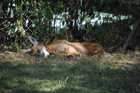 (2) Le loup à crinière.