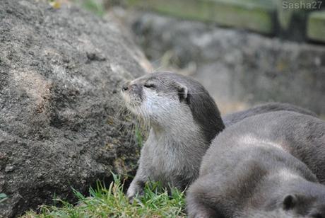 (5) La loutre naine d'Asie, ou loutre cendrée.