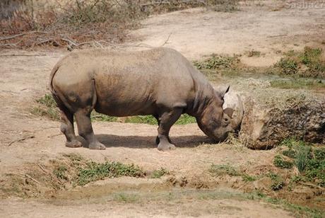 (1) Le rhinocéros noir.