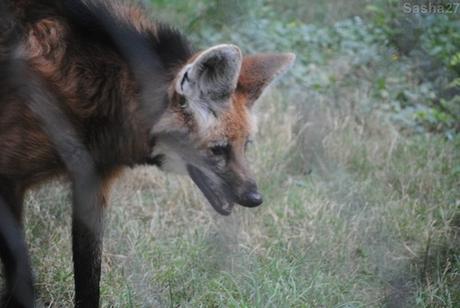 (1) Le loup à crinière.