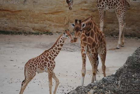 (10) La girafe d'Afrique Centrale.