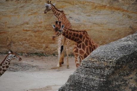 (9) La girafe d'Afrique Centrale.