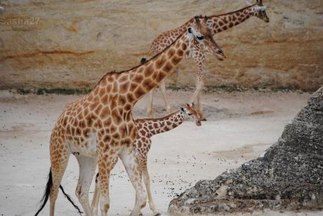 (8) La girafe d'Afrique Centrale.