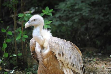 (1) Le vautour fauve.