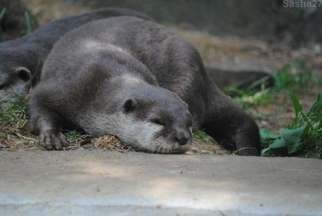 (3) La loutre naine d'Asie, ou loutre cendrée.