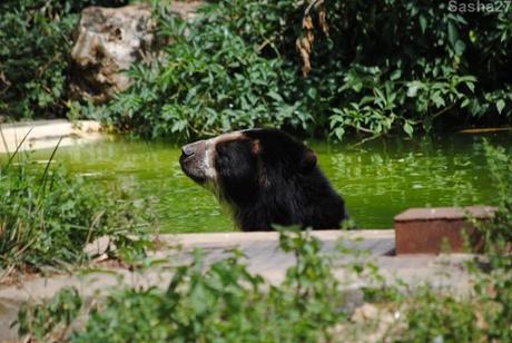 (1) L'ours à lunettes.