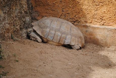 (1) La tortue sillonnée.
