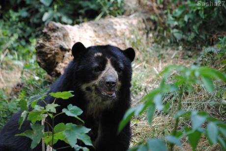 (5) L'ours à lunettes.