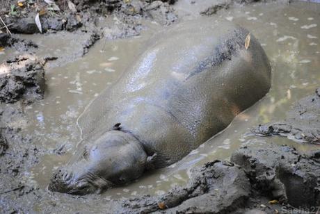 (2) L'hippopotame pygmée.