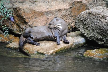 (7) La loutre géante.