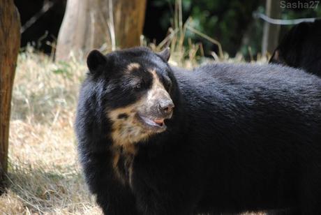(11) L'ours à lunettes.
