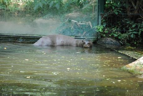 (8) La loutre géante.