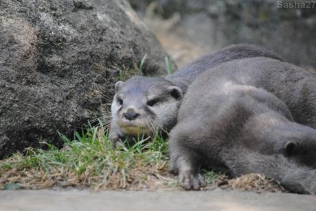 (2) La loutre naine d'Asie, ou loutre cendrée.