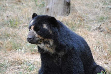 (3) L'ours à lunettes.