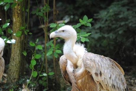 (2) Le vautour fauve.