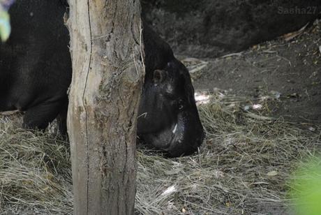 (1) L'hippopotame pygmée.