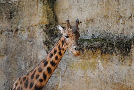 (2) La girafe d'Afrique Centrale.