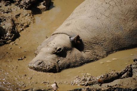 (5) L'hippopotame pygmée.