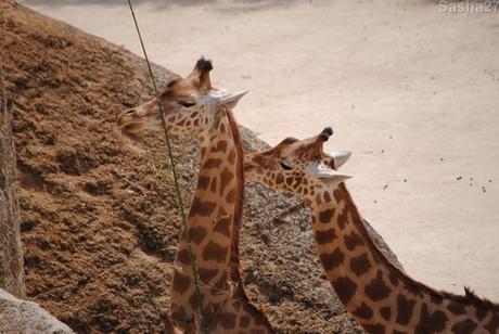 (14) La girafe d'Afrique Centrale.