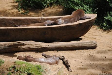 (9) La loutre géante.