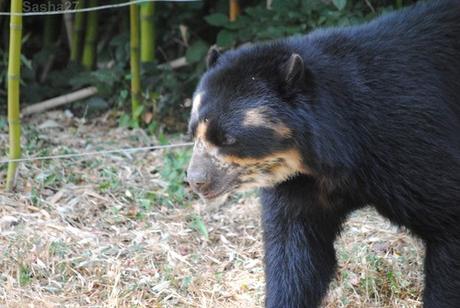 (9) L'ours à lunettes.