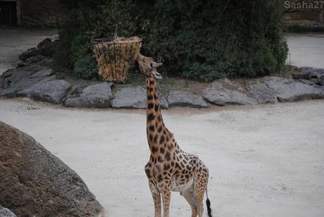 (12) La girafe d'Afrique Centrale.