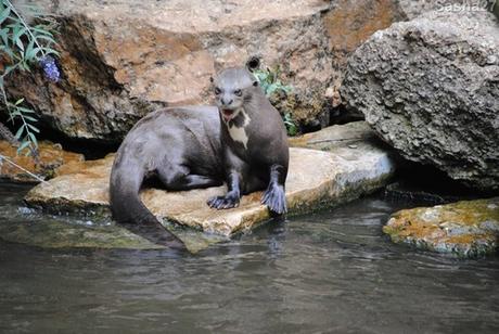 (5) La loutre géante.