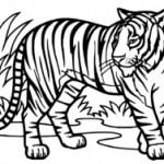 dessin de tigre
