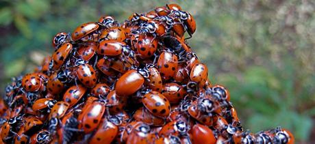 Des coccinelles à profusion | Steve Jurvetson via Flickr CC License by