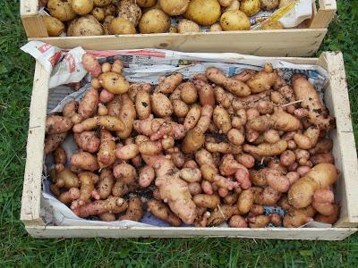 Pommes de terre en cageot : la récolte et une surprise....1ére partie