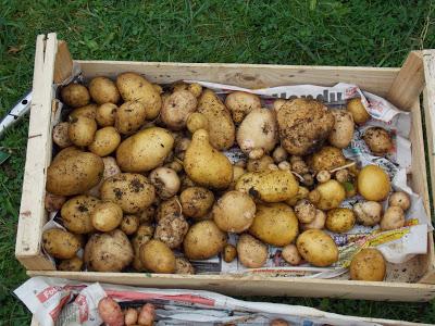 Pommes de terre en cageot : la récolte et une surprise....1ére partie