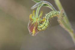 Ancolie attaquée par Heliothis phloxiphaga Ancolie attaquée par Heliothis phloxiphaga