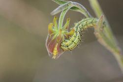 Ancolie attaquée par Heliothis phloxiphaga