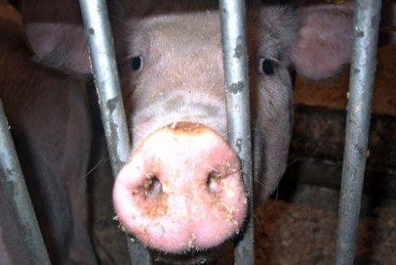 Veaux, vaches, cochons : 10 raisons d’en finir avec l’élevage intensif Veaux, vaches, cochons : 10 raisons d'en finir avec l'élevage intensif