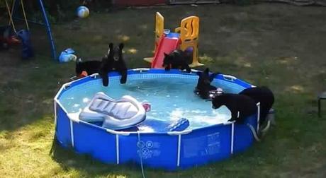 Ils regardent par la fenêtre et ne croient pas leurs yeux: voici ce qui se passe dans la piscine! ours piscine