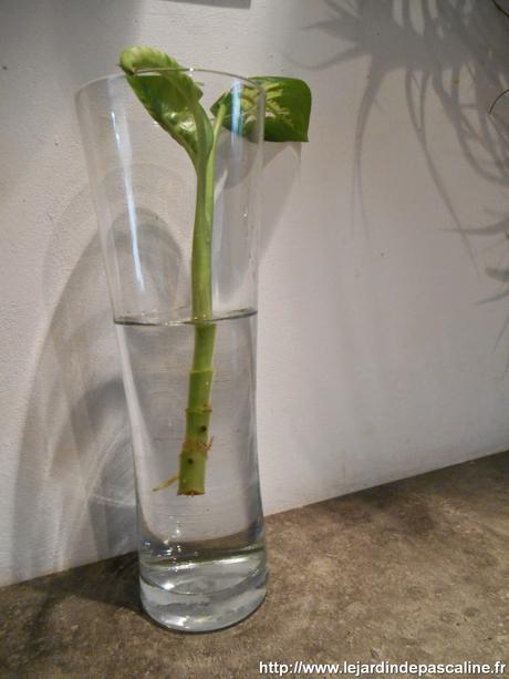 Dieffenbachia Dieffenbachia