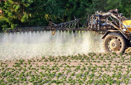 Epandage de pesticides dans un champ de pommes de terre, à Godewaersvelde, dans le Nord.