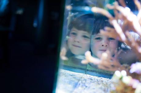 Besoin d’évasion, retour dans le Nord Pas de Calais. Visite du Nausicaa de Boulogne sur Mer