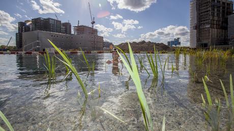 Of Soil and Water, Une installation artistique éco-conçue où nager à Londres