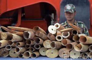 Thaïlande : destruction de quatre tonnes d’ivoire de contrebande
