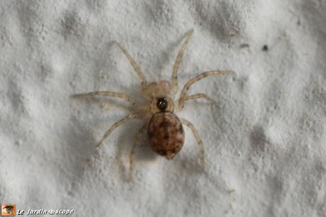 Cette petite araignée des murs est un grand stratège ! Araignée tournoyante • Oecobius sp. • Famille des Oecobiidae