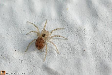 Cette petite araignée des murs est un grand stratège ! Araignée tournoyante • Oecobius sp. • Famille des Oecobiidae