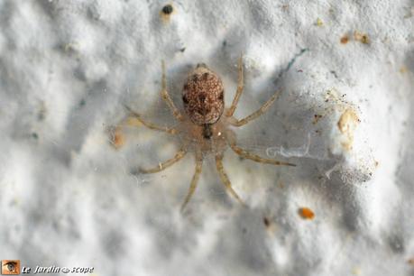 Cette petite araignée des murs est un grand stratège ! Araignée tournoyante • Oecobius sp. • Famille des Oecobiidae