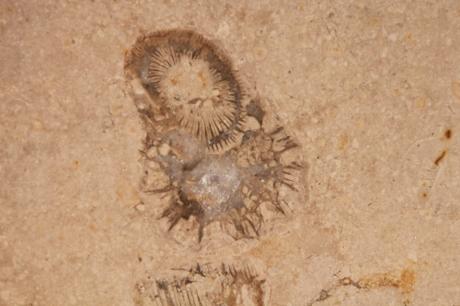 Le frelon et le fossile