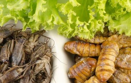 ENTOMOPHAGIE : Consommer des insectes pour leurs protéines… et leurs graisses – QRB