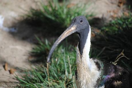 (4) L'ibis australien.