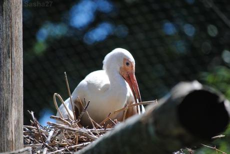 (9) L'ibis blanc.