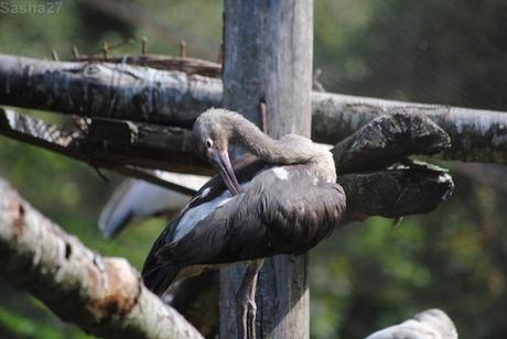 (2) L'ibis australien.