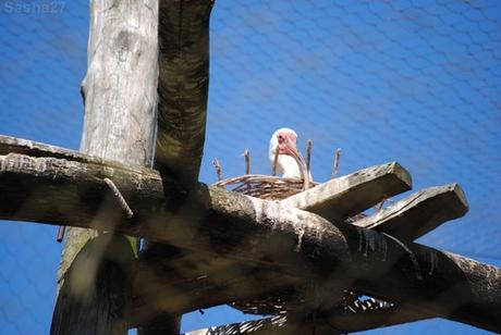 (6) L'ibis blanc.