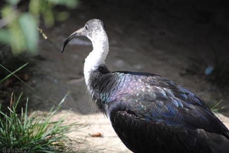 (5) L'ibis australien.